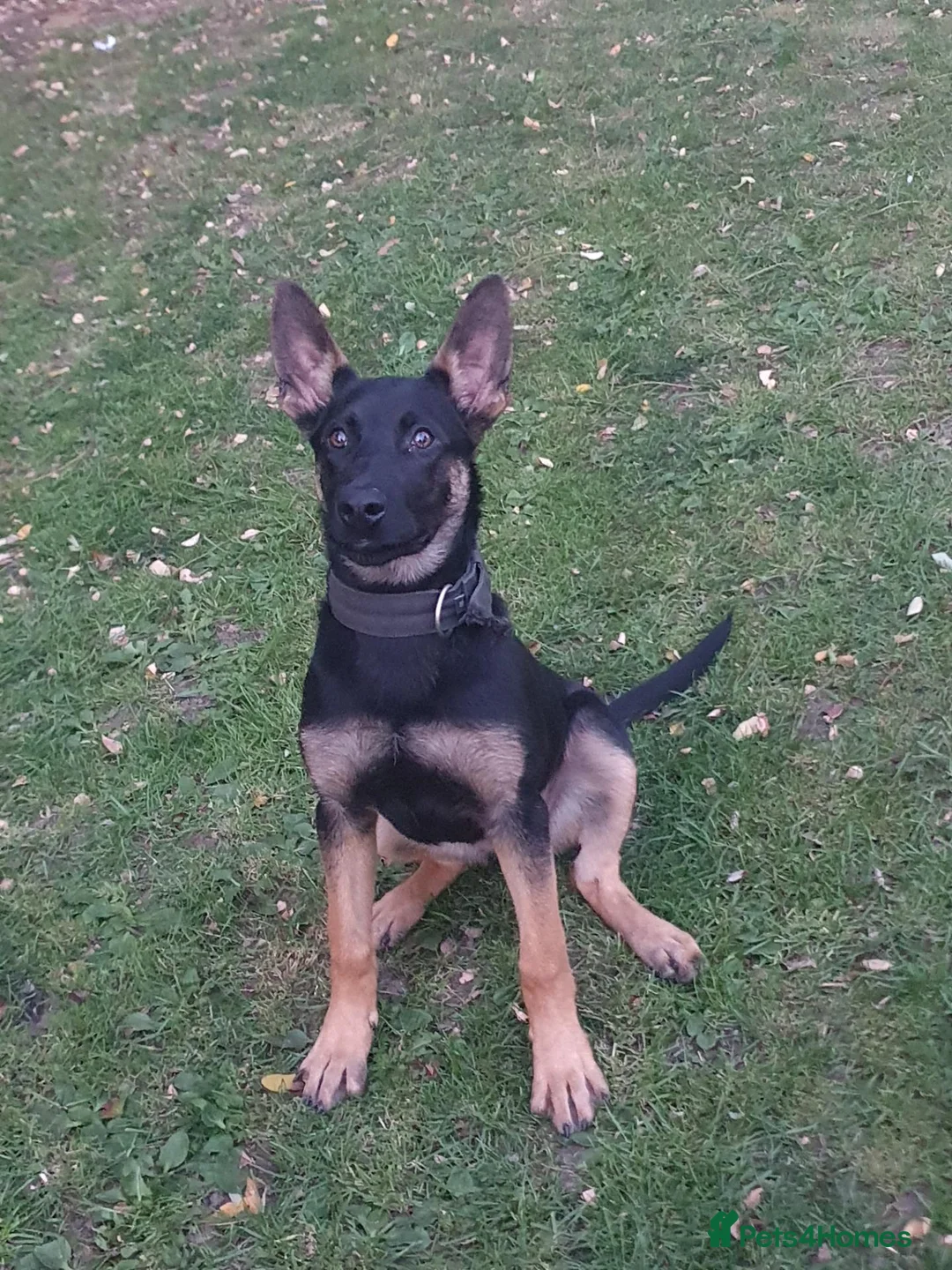 Belgian Shepherd Dog dogs for sale: Bella - Advert 2