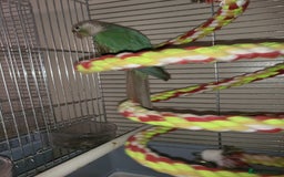 Conures birds for sale: Green cheek conure - Image 3