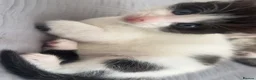 Mixed Breed cats for sale: 2 kittens for sale  in Seaham - Advert 6