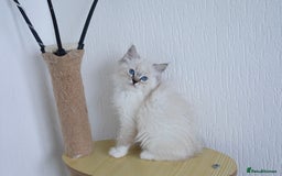 Ragdoll cats for sale: RAGDOLL KITTENS registered in Manchester - Image 8