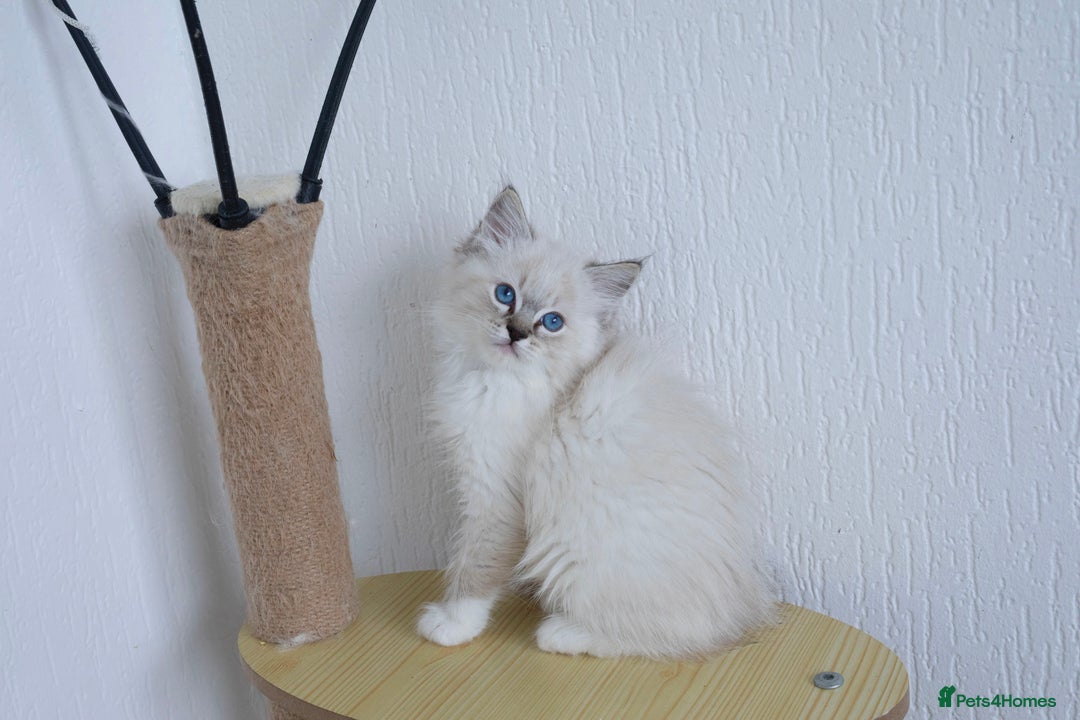 Ragdoll cats for sale: RAGDOLL KITTENS registered in Manchester - Image 8