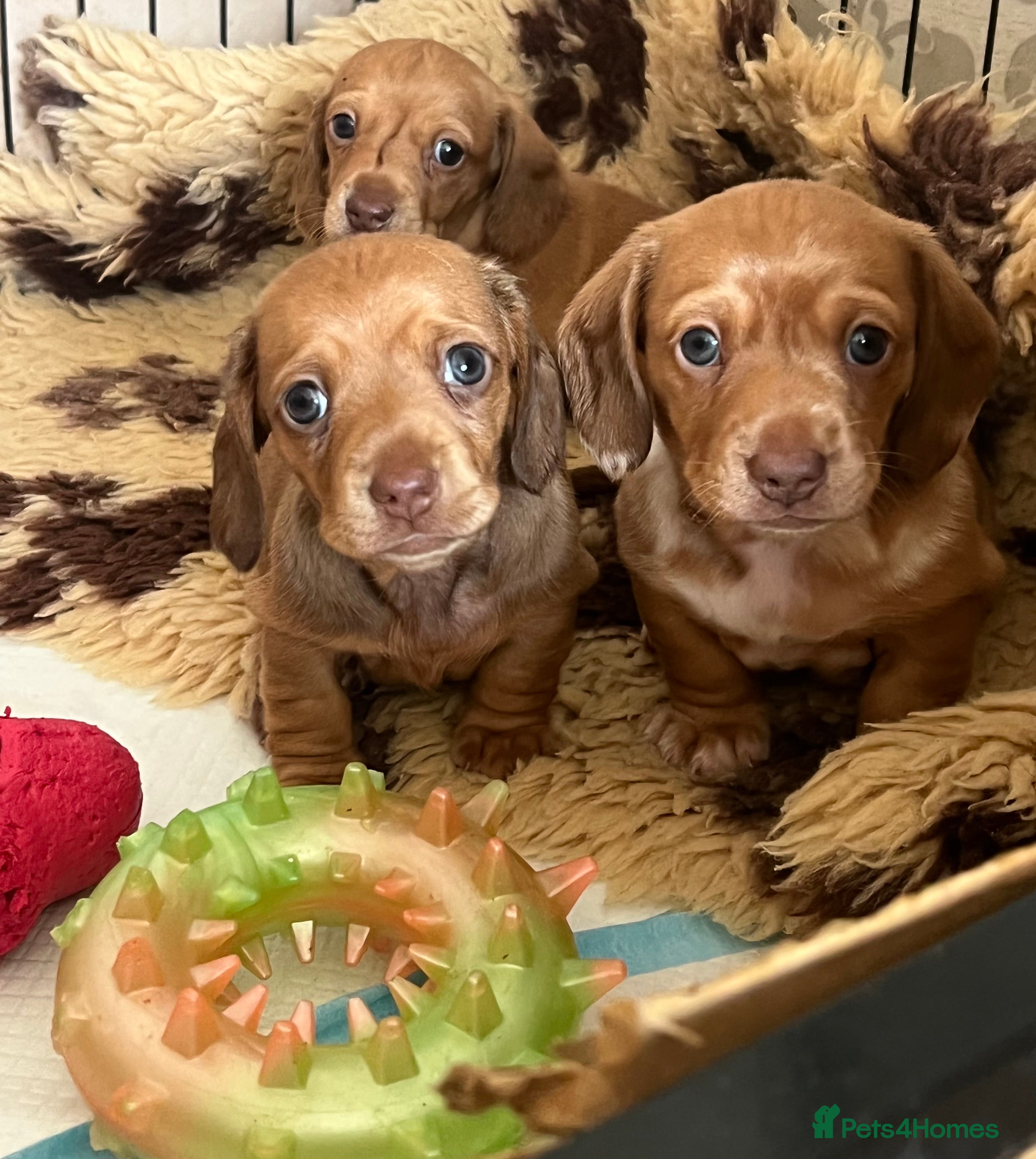Dachshund dogs READY NOW OUTSTANDING PUPPIES  - Advert 12