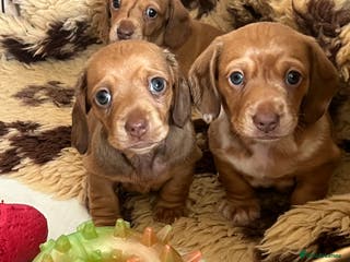 Dachshund dogs READY NOW OUTSTANDING PUPPIES - Advert 18