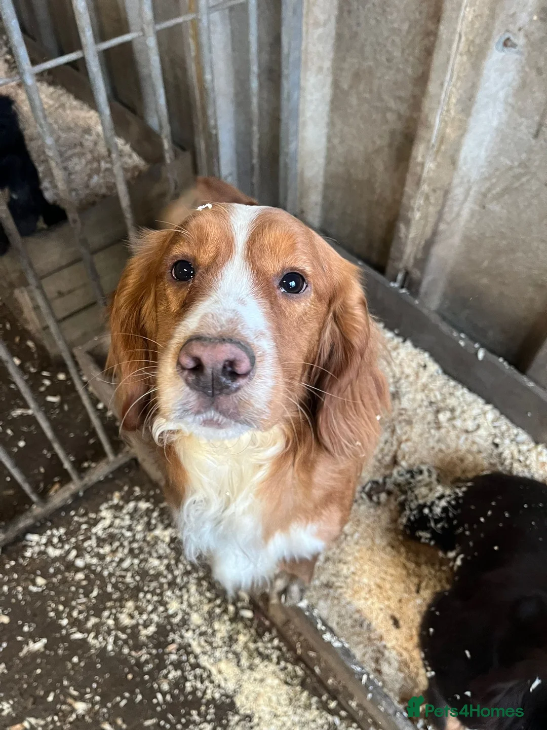 Mixed Breed dogs for sale: Cavalier x cocker spaniel pups - Advert 5