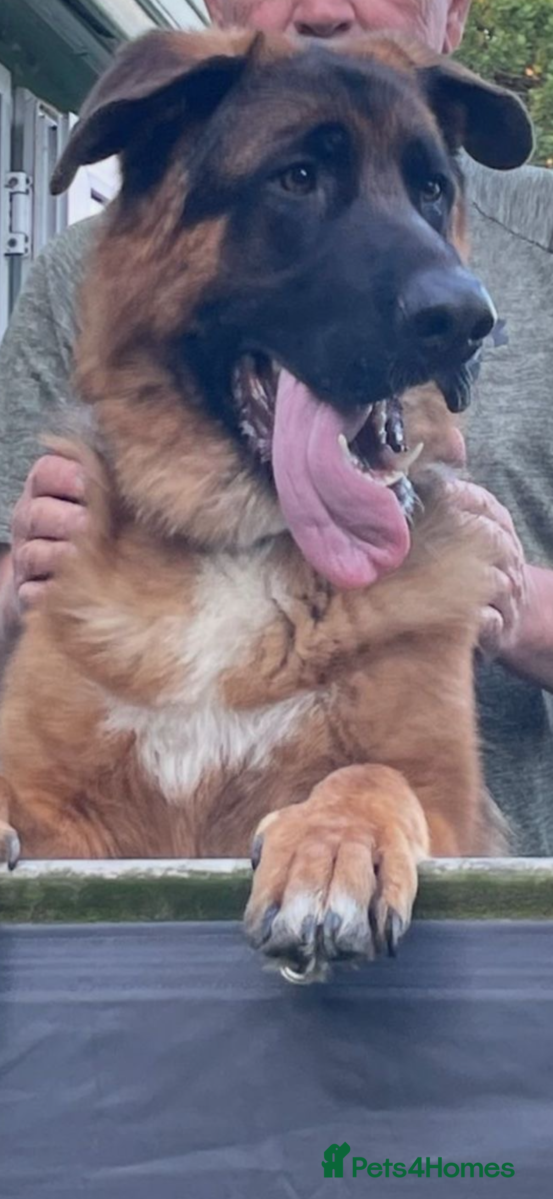 German Shepherd dogs for sale: 1 year old male German Shepherd - Advert 2