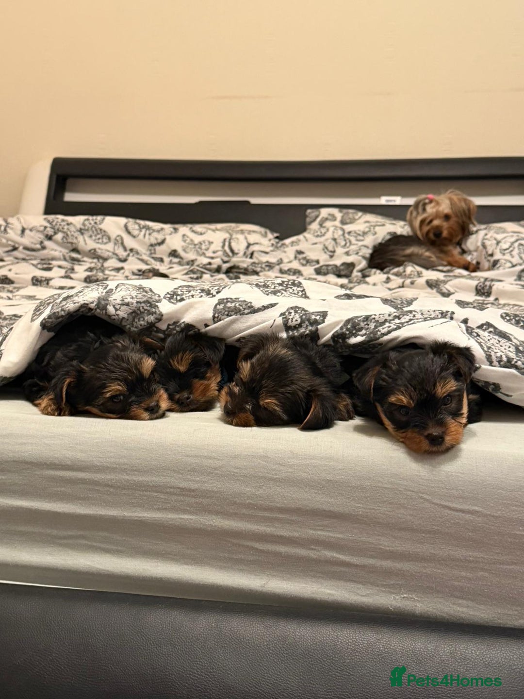 Yorkshire Terrier dogs for sale: 2 Boys and 2 Grils - Image 9