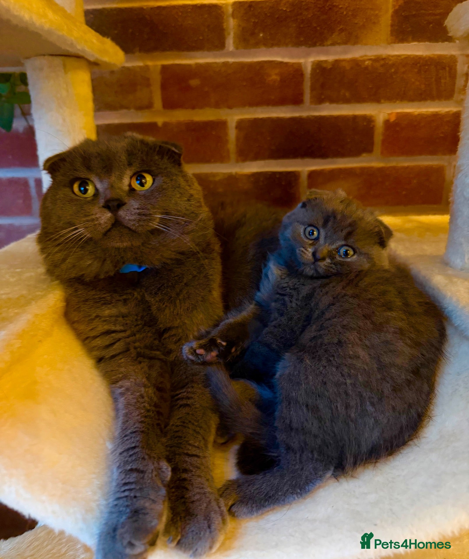 Scottish Fold cats Last 😊 lop-eared Scottish fold  - Advert 2