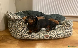Miniature Dachshund dogs for sale: 🌭 Little Sausages Looking for Big Love! ❤️🐾 - Image 4