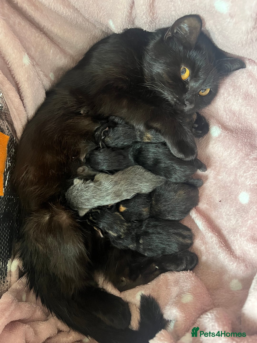 British Shorthair cats for sale: baby cats  - Image 4