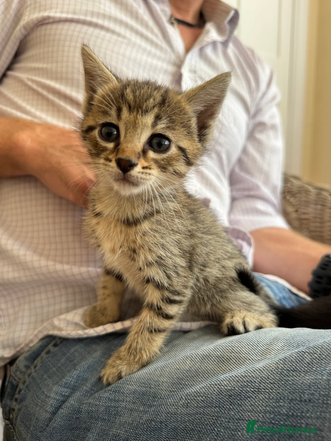 Savannah cats for sale: Savannah x Dorset Lad  - Image 16