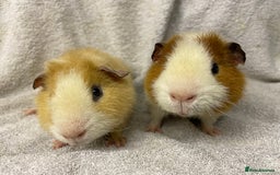 Guinea Pig rodents for sale: Various male teddy Guineapigs for sale  - Advert 7