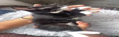 Domestic Shorthair 1