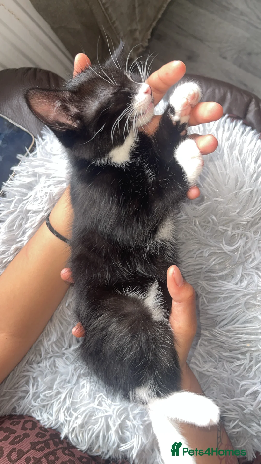 Domestic Shorthair cats for sale: Meme. in Rhyl - Advert 2