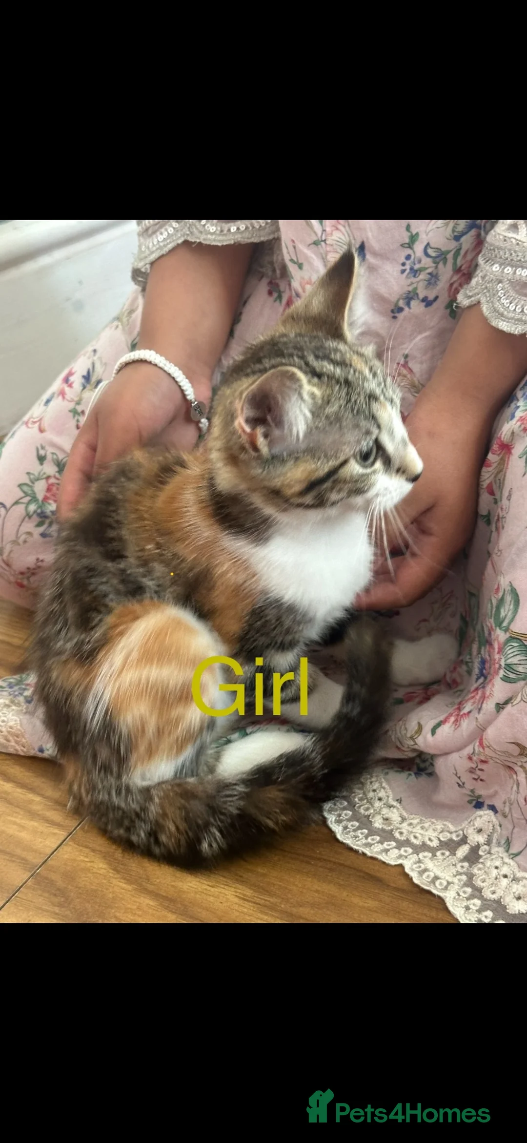 Mixed Breed cats for sale: Beautiful Mixed Kitten - Advert 2