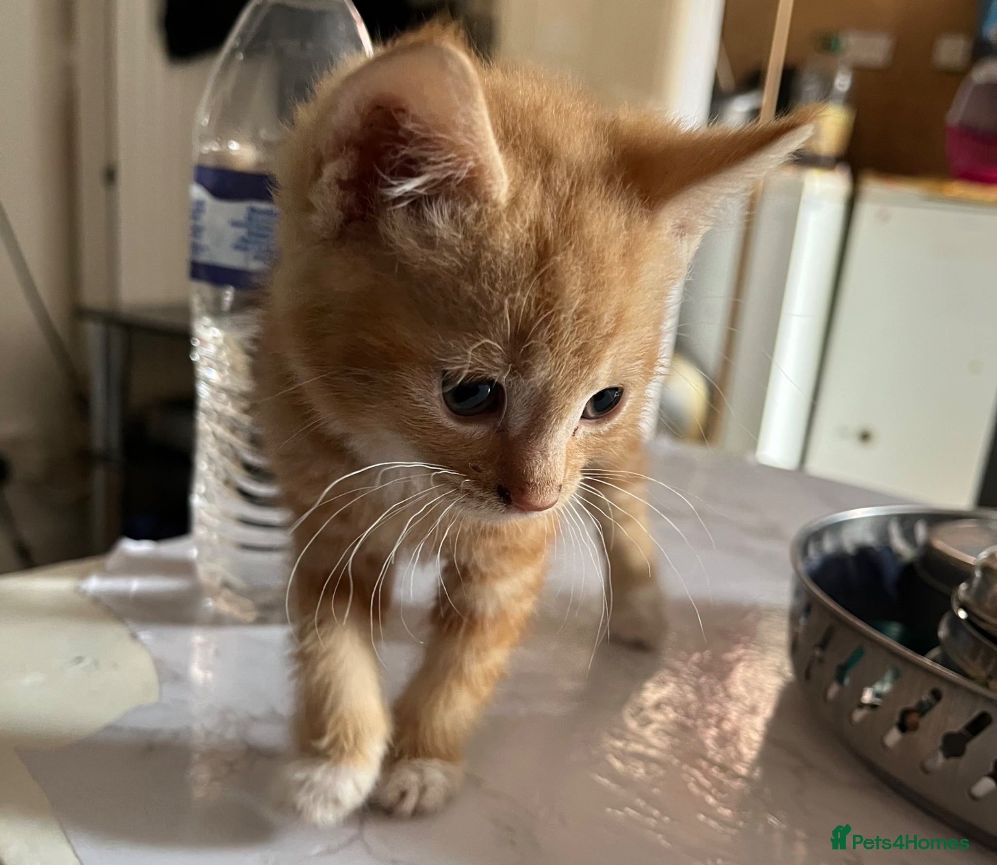 Mixed Breed cats for sale: 3 beautiful kittens for sale  - Advert 27
