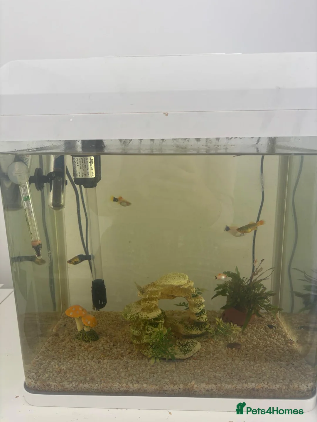 Platies fish for sale: Beautiful Aquarium with Platties, Loach & Shrimps in St Albans - Advert 2