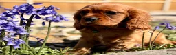 Cavalier King Charles Spaniel dogs for sale: Adorable Kennel club registered ruby male  - Advert 3