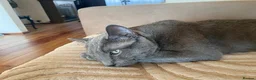 Russian Blue cats for stud: Pure Russian Blue Stud Available for Mating - Advert 2