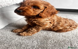 Cockapoo dogs for sale: Beautiful Cockapoo F2 puppies  - Image 26