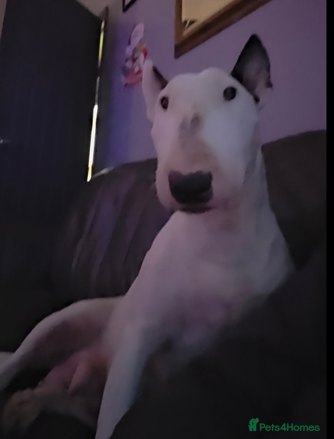 English Bull Terrier dogs for sale: Beautiful Betty  - Advert 1