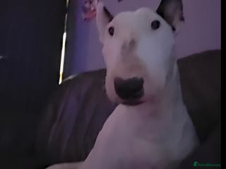 English Bull Terrier dogs Beautiful Betty - Advert 2