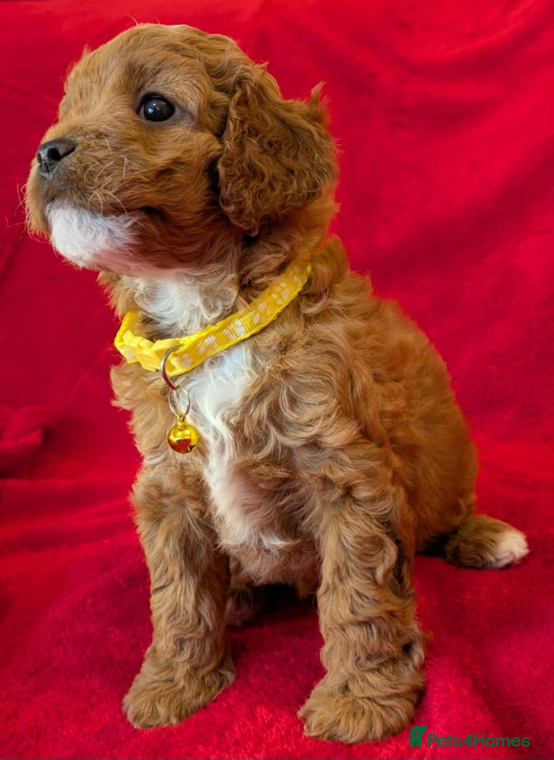 Cavapoo dogs for sale: F2 Cavapoo, Dog breeding license - Advert 22