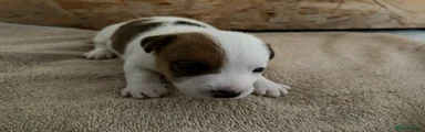 Jack Russell 2