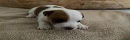 Jack Russell dogs for sale: Jack Russell Puppies - Advert 5