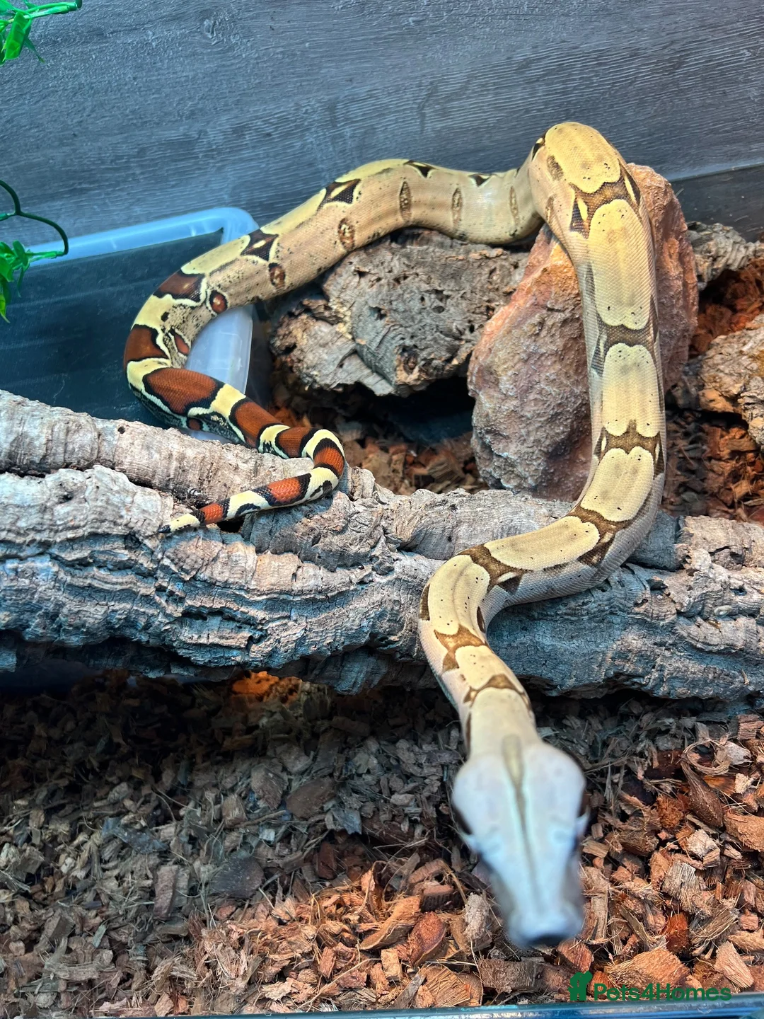 Boa Snake reptiles for sale: Suriname BCC female 100% pure locality  - Advert 6