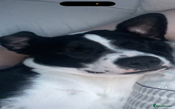 Mixed Breed dogs for sale: Border Collie/Boxer 2 Year Old - Advert 4