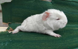 Guinea Pig rodents for sale: Baby Sows. Swiss, Self and Dalmation. - Image 8
