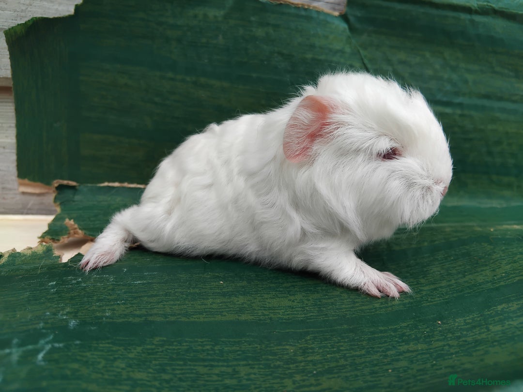Guinea Pig rodents for sale: Baby Sows. Swiss, Self and Dalmation. - Image 8