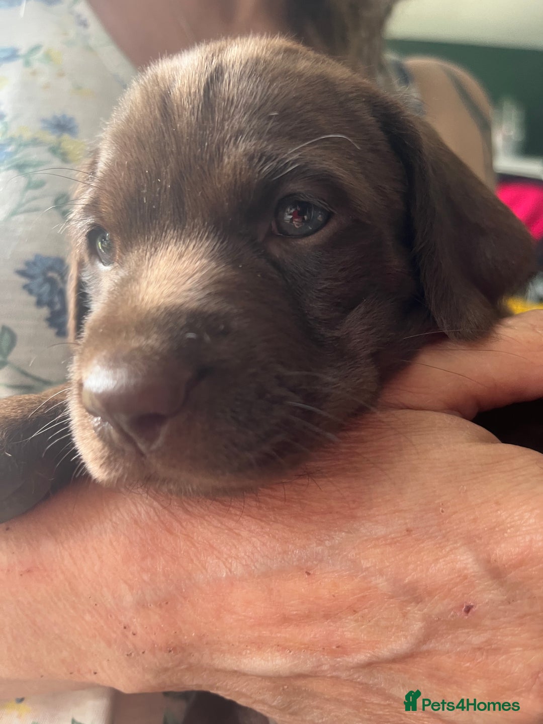 Mixed Breed dogs for sale: Vizlador x Weimaraner puppies - Image 19