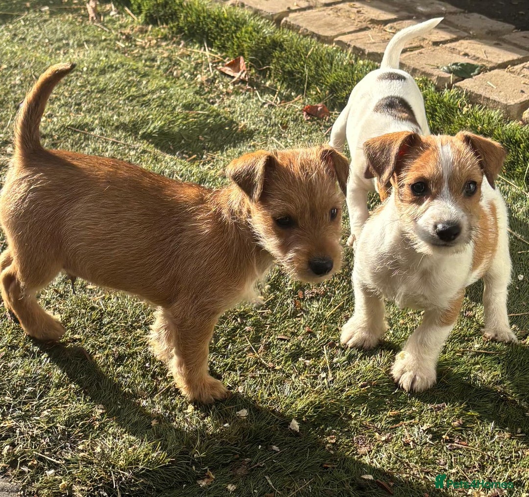 Jack Russell dogs for sale: Beautiful traditional jackrussel Pups  - Advert 7
