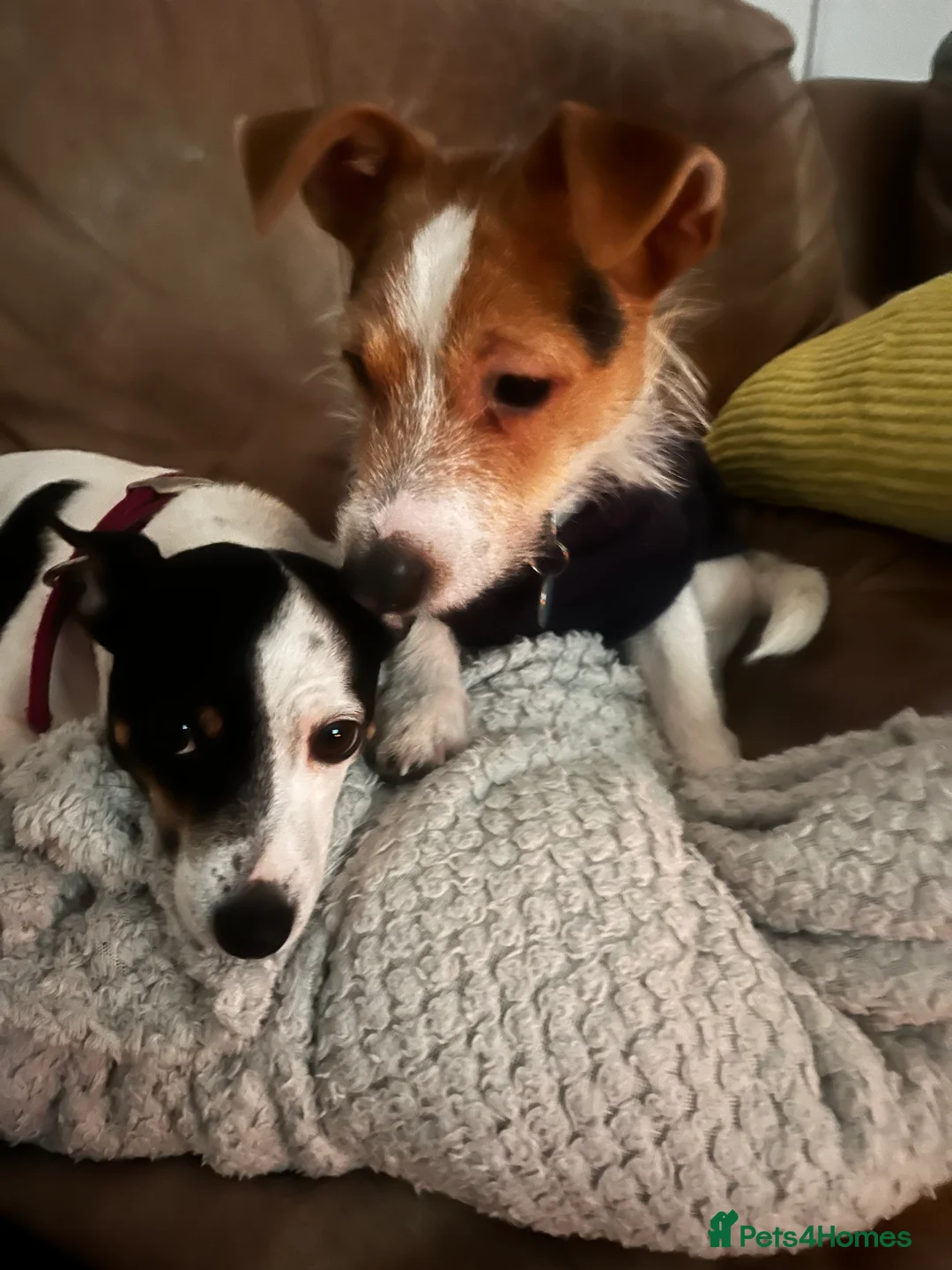 Jack Chi dogs for sale: Adorable Jack Chi puppies  - Advert 2