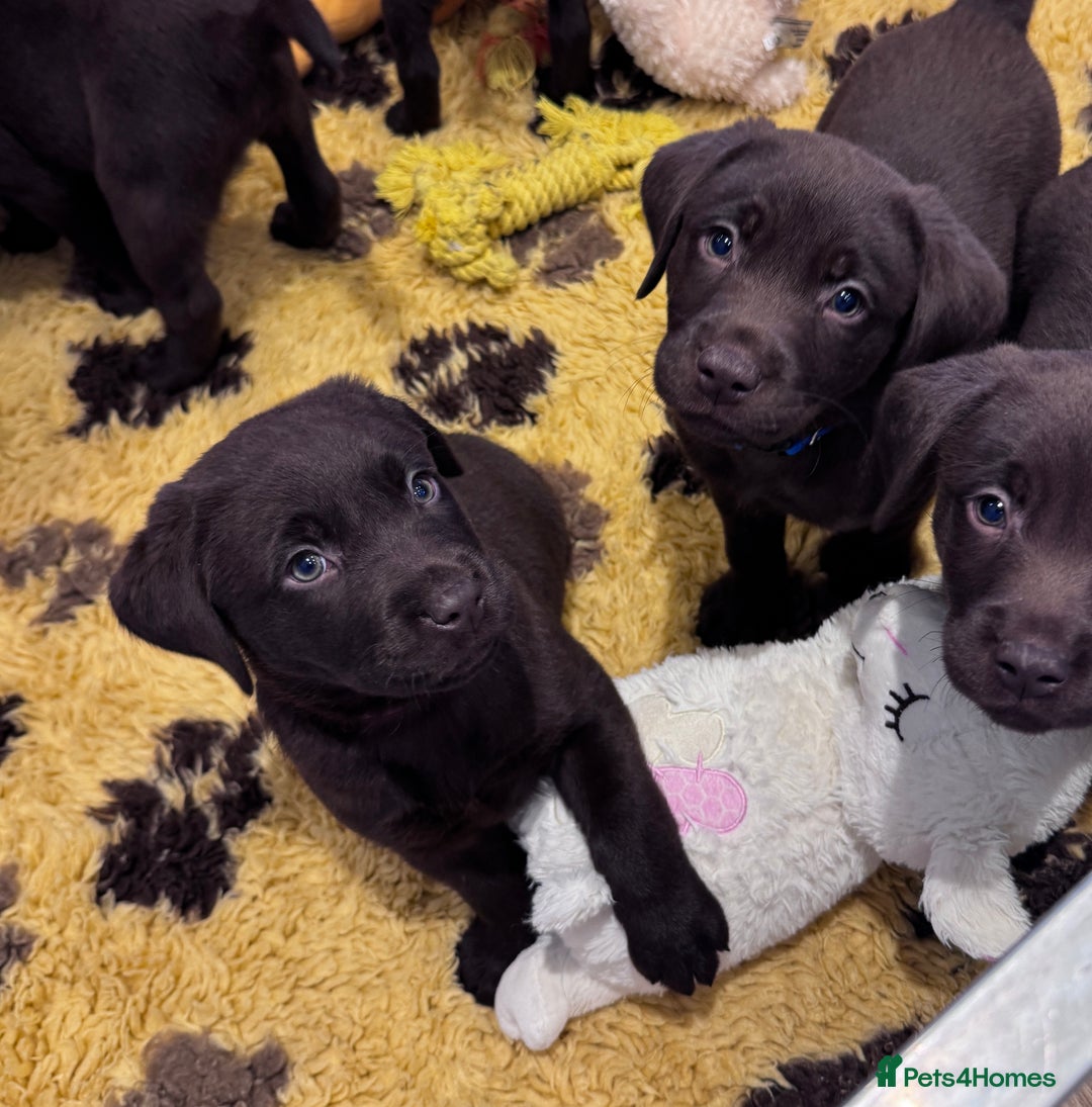 Labrador Retriever dogs for sale: Outstanding Quailty Chocolate Labrador Puppies - Advert 15