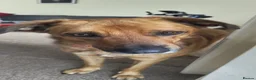 Mixed Breed dogs for sale: Dog looking for loving home - Advert 5