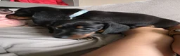 Dachshund dogs for sale: 1 female left beautiful Dachshund  - Advert 6