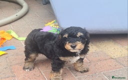 Poochon dogs for sale: Beautiful  poochons  - Image 5