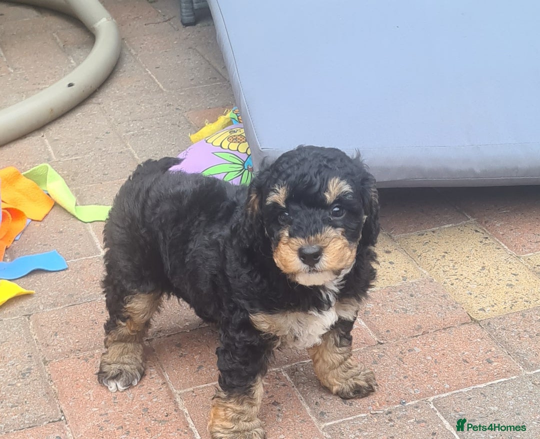 Poochon dogs for sale: Beautiful  poochons  - Image 5