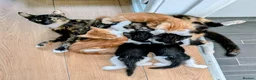 Mixed Breed cats for sale: Maine coon mix - Advert 6
