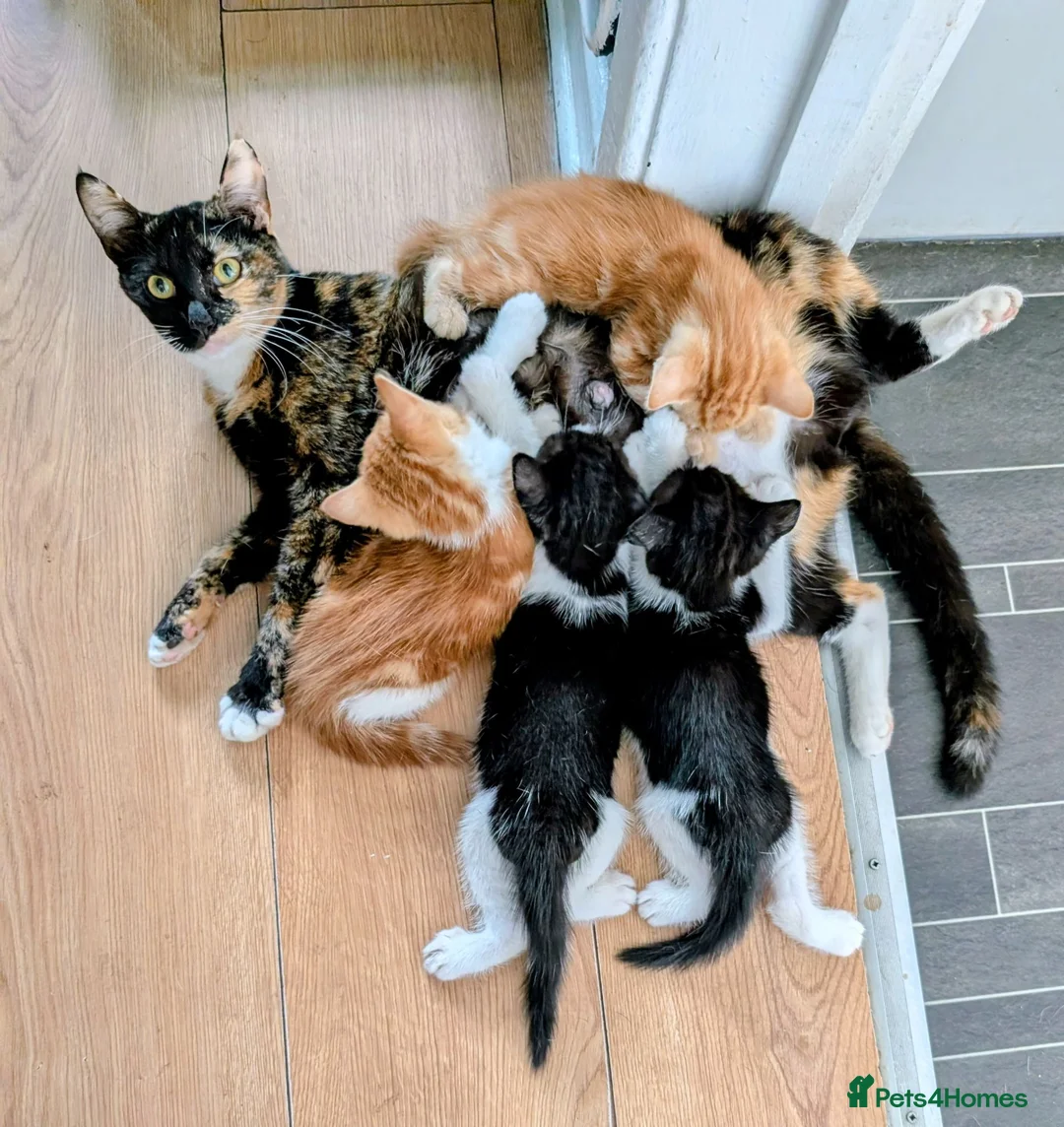 Mixed Breed cats for sale: Maine coon mix - Advert 6