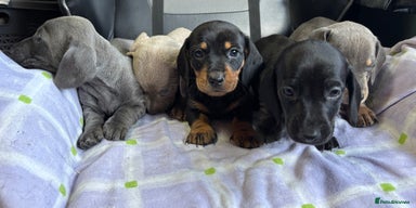 Dachshund dogs GORGEOUS KC REG STANDARD MALE PUPS - Advert 7