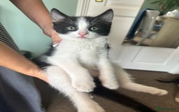 Domestic Shorthair cats for sale: 4 boy kittens  - Image 1