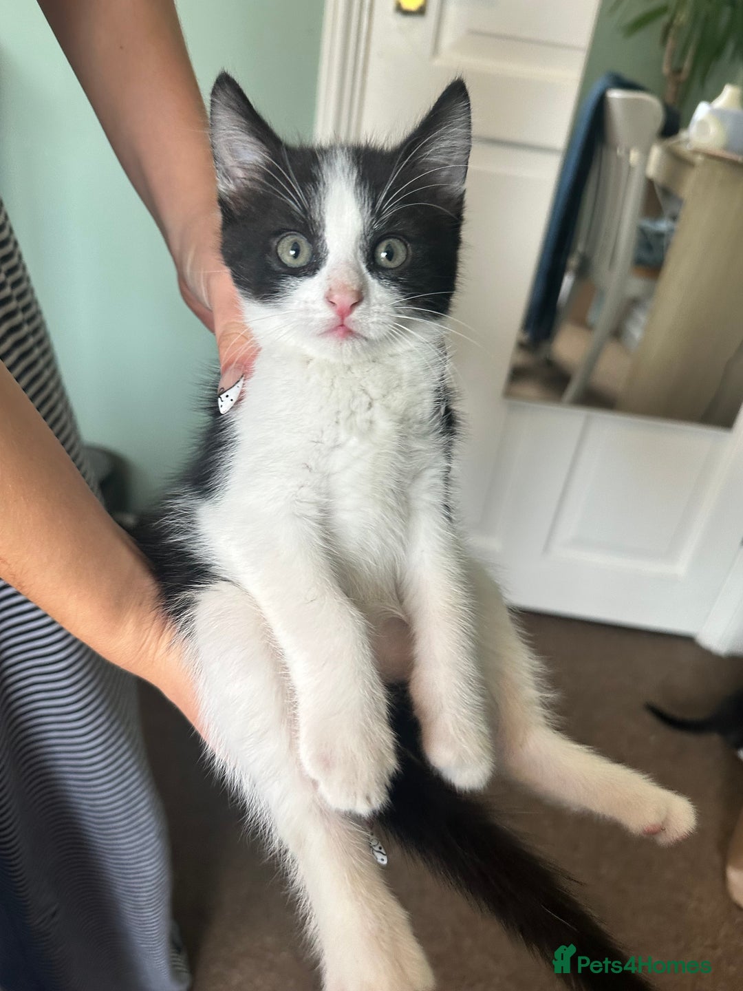 Domestic Shorthair cats for sale: 4 boy kittens  - Image 1