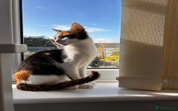 Mixed Breed cats for adoption: 🌸 From Survivors to Soulmates – Adopt Alba & Bogo - Image 4
