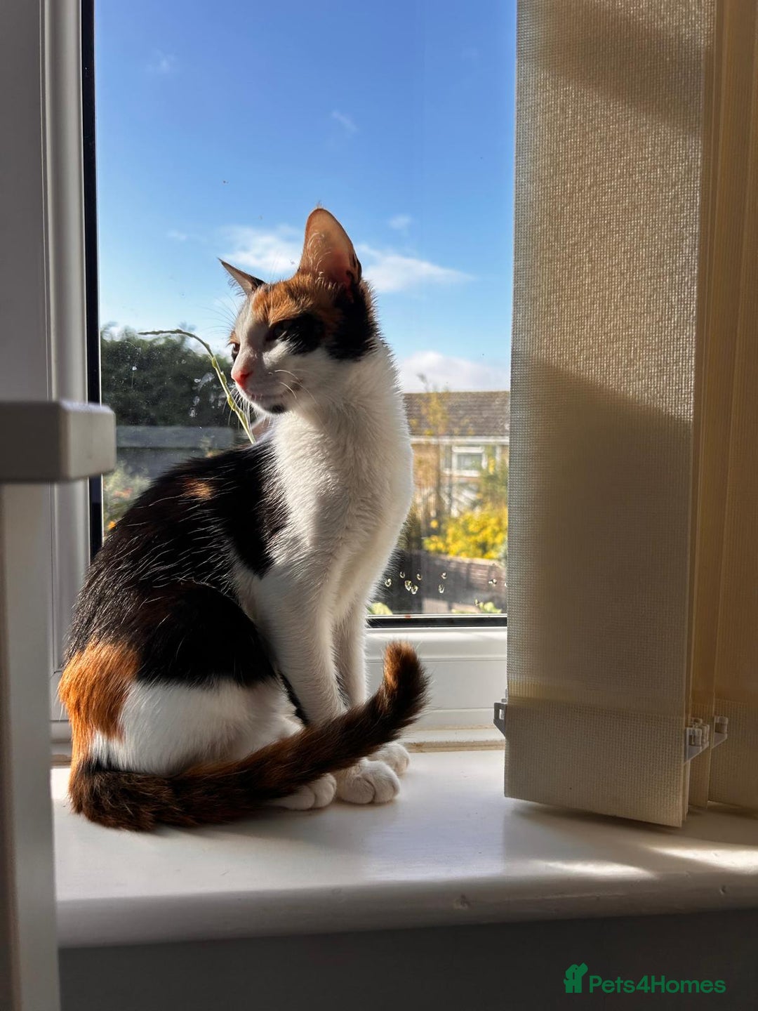 Mixed Breed cats for adoption: 🌸 From Survivors to Soulmates – Adopt Alba & Bogo - Image 4