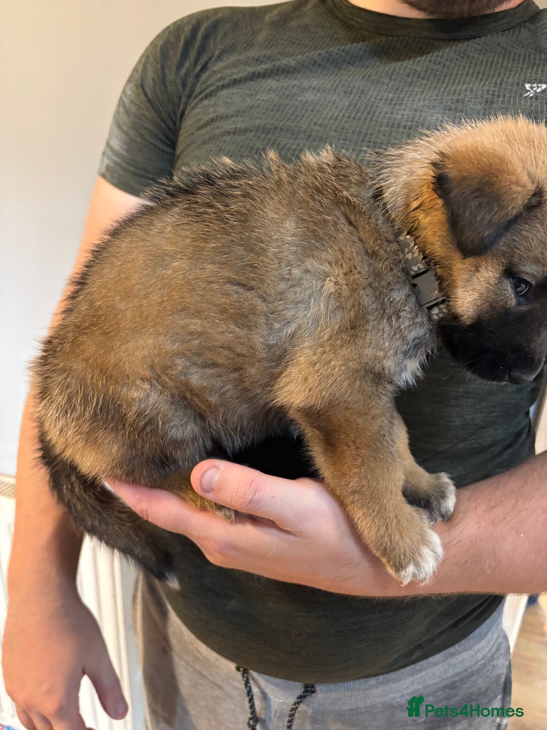 Mixed Breed dogs for sale: Siberian husky cross belgian malinois - Image 14