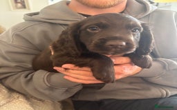 Cocker Spaniel dogs for sale: 3 boys left - Outstanding working cocker spaniels - Image 2