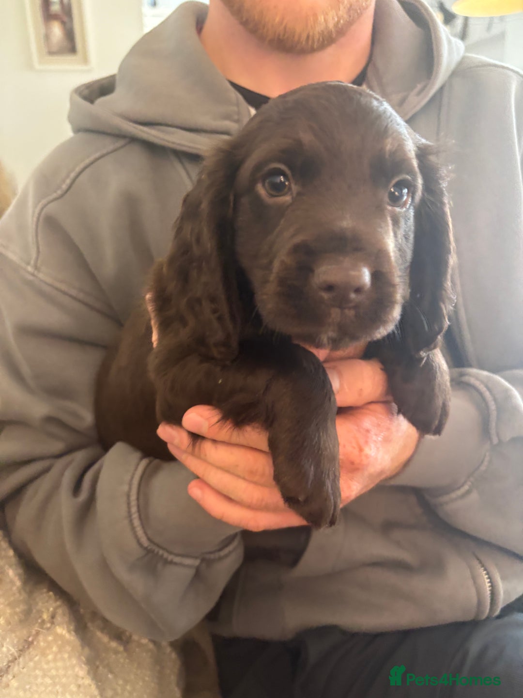 Cocker Spaniel dogs for sale: 3 boys left - Outstanding working cocker spaniels - Image 2